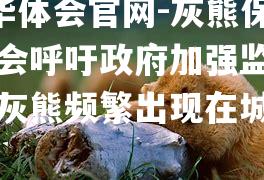 hth华体会官网-灰熊保护协会呼吁政府加强监管，避免灰熊频繁出现在城市中