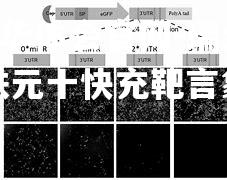 瑞士番射铁元十快充靶言象院